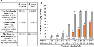 Antiproliferative Effects of Roylea cinerea (D. Don) Baillon Leaves in Immortalized L6 Rat Skeletal Muscle Cell Line: Role of Reactive Oxygen Species Mediated Pathway